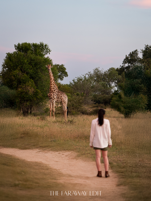 Sundowner Giraffe Narina Lodge Lion Sands
