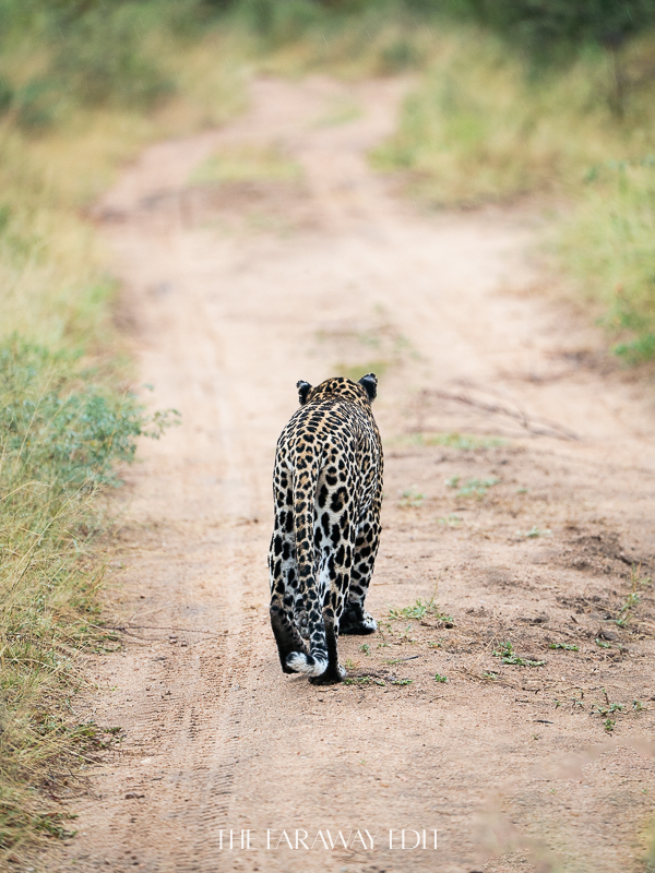 Leopard Kruger South Africa