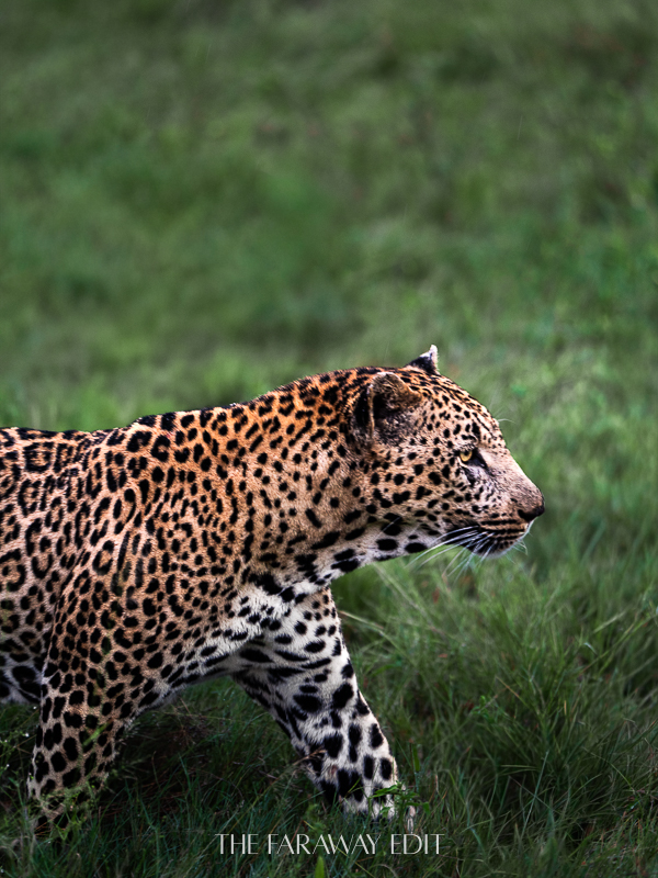 Leopard Lion Sands Game Reserve