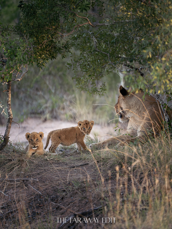Lion Cubs Lion Sands Game Reserve