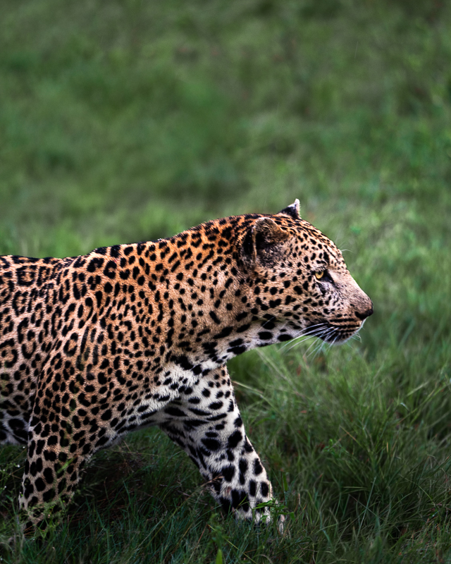 Lion Sands Narina Lodge: Finding the Big Five in Sabi Sands