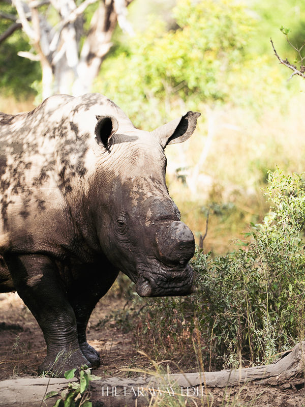 Rhino Kruger South Africa