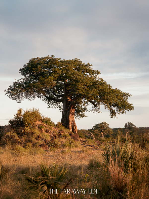 Baobab Tree