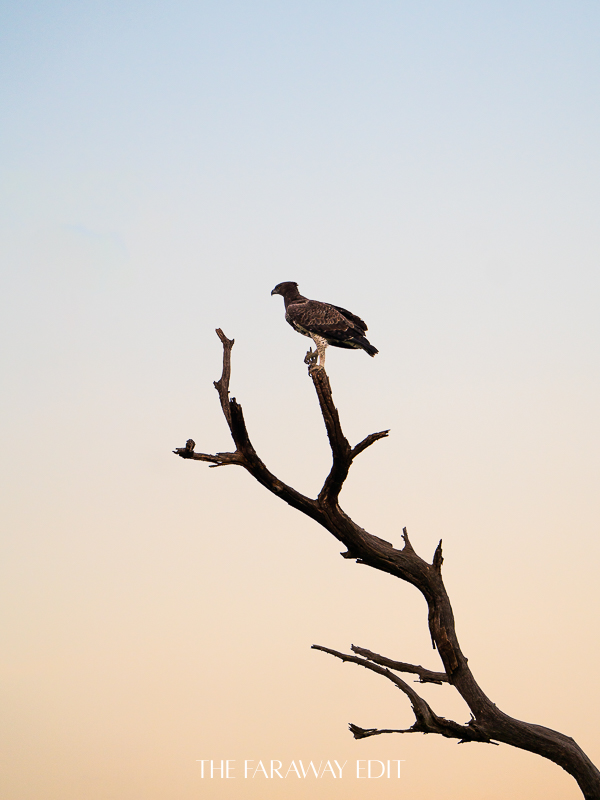 Martial Eagle Kruger National Park