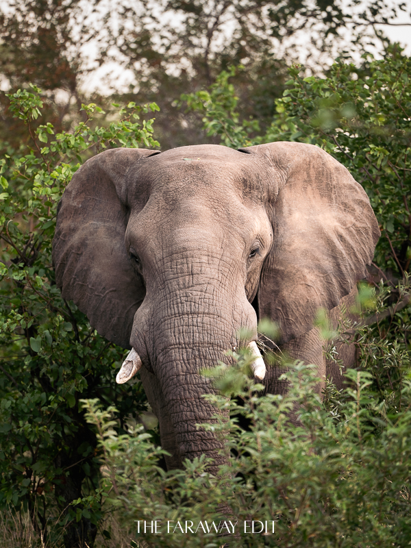 Elephant Pafuri Kruger National Park