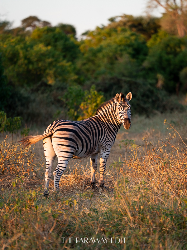 Zebra Pafuri Region Kruger South Africa