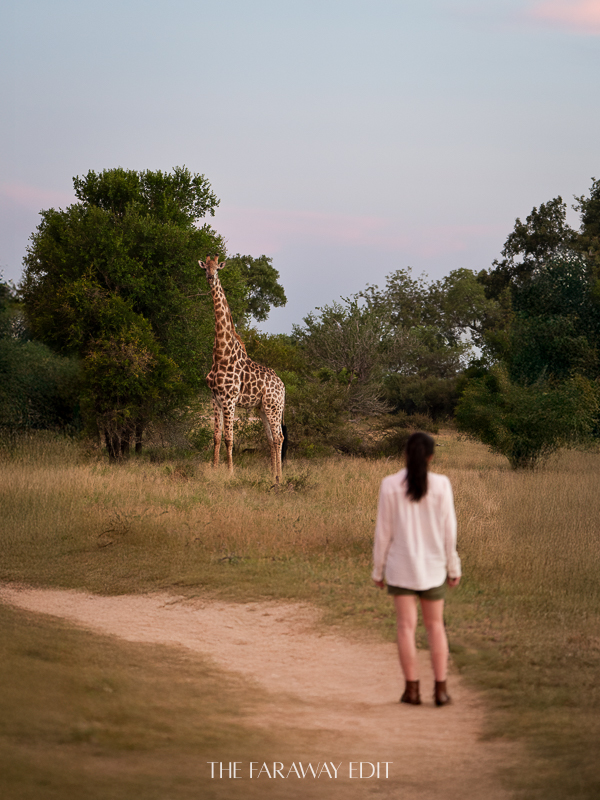 Giraffe at Sundowners Safari