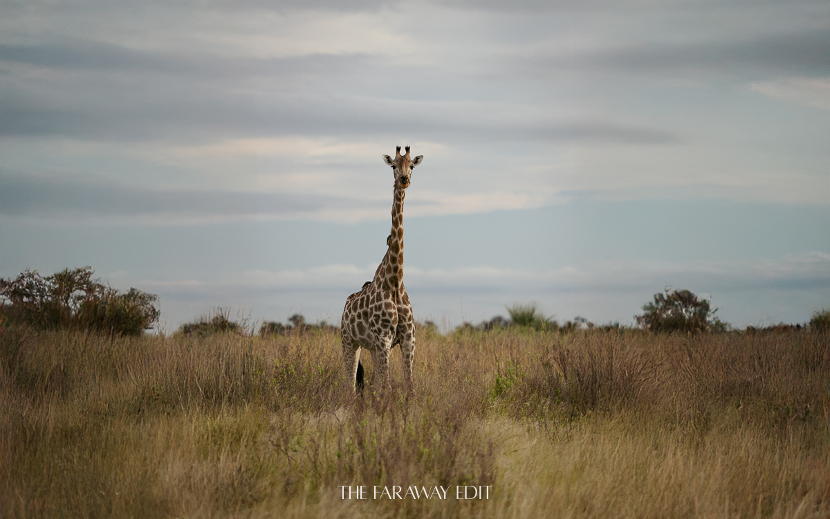 Best Countries for a First African Safari Giraffe Botswana