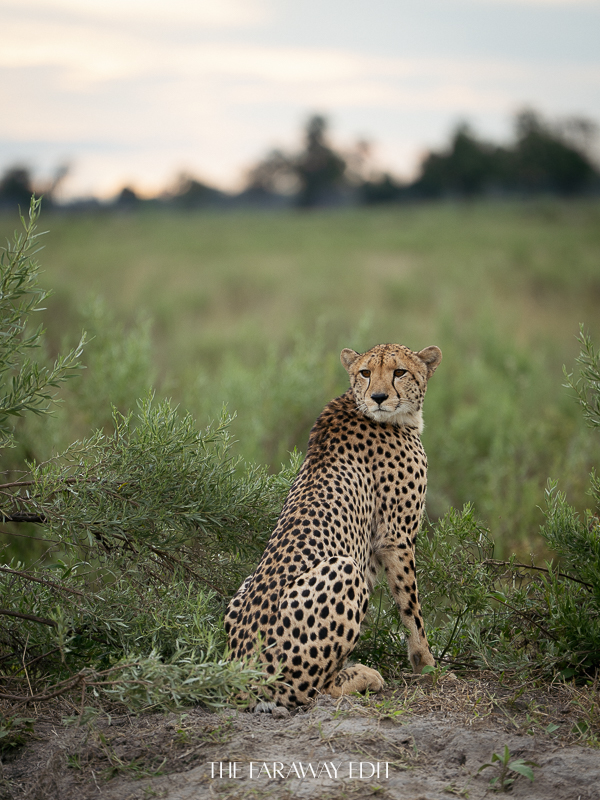 African Safari Cheetah
