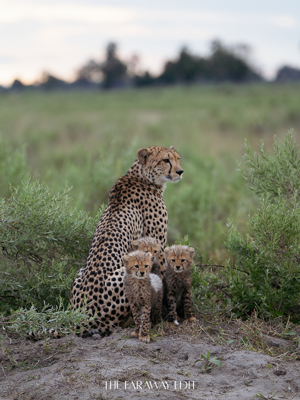 Botswana Okavango Delta Cheetahs