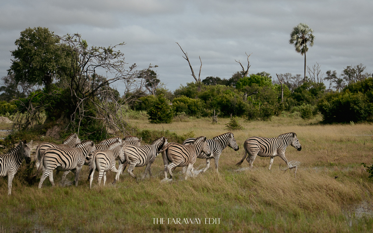 Botswana Zebras in the Delta