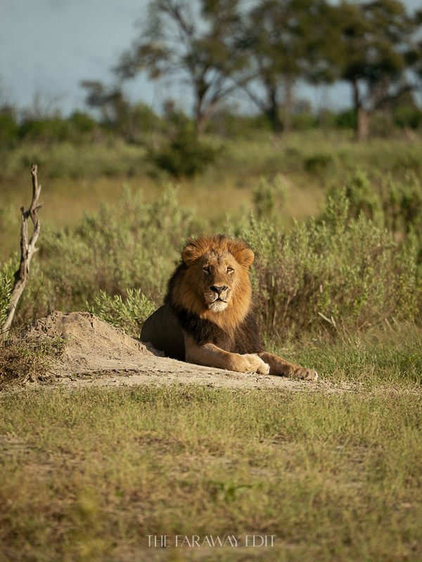 Botswana Male Lion