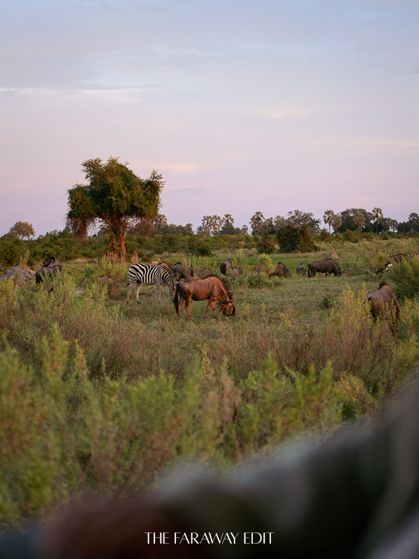 Botswana Sunset Zebras Wildebeest
