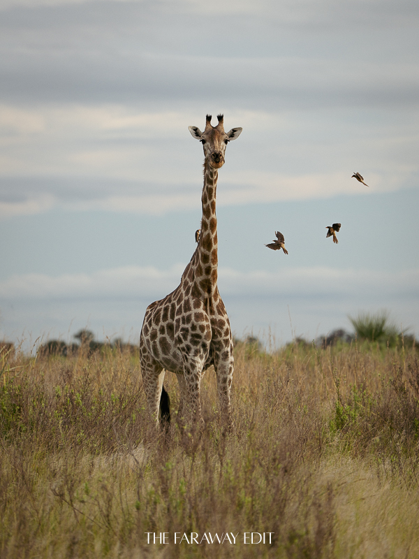 Botswana Giraffe