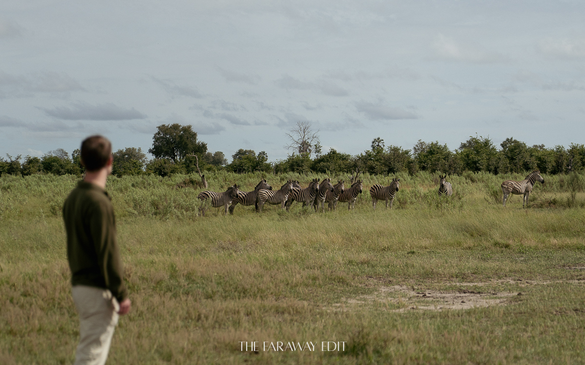 Okavango Delta safari coffee with zebras